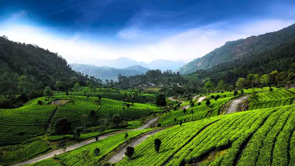 Famous tourist spot in Munnar tea gardens