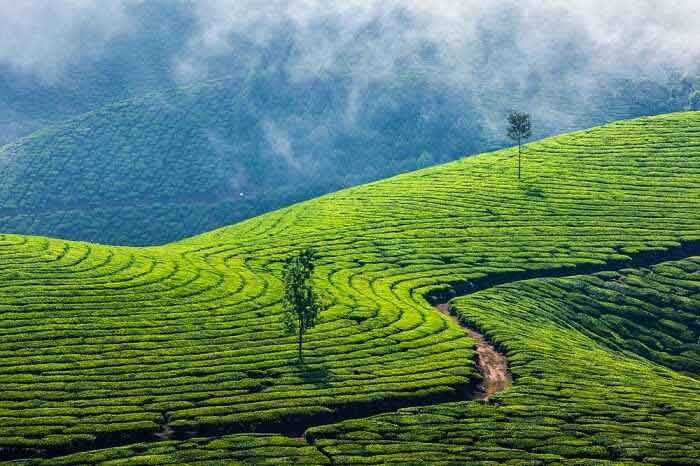 Tourists enjoying the scenic tea plantations in Munnar