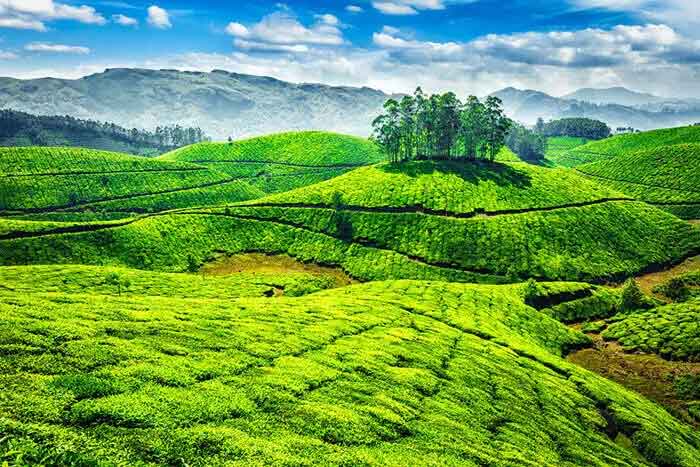 Devikulam Tea Garden Munnar with misty mountain views