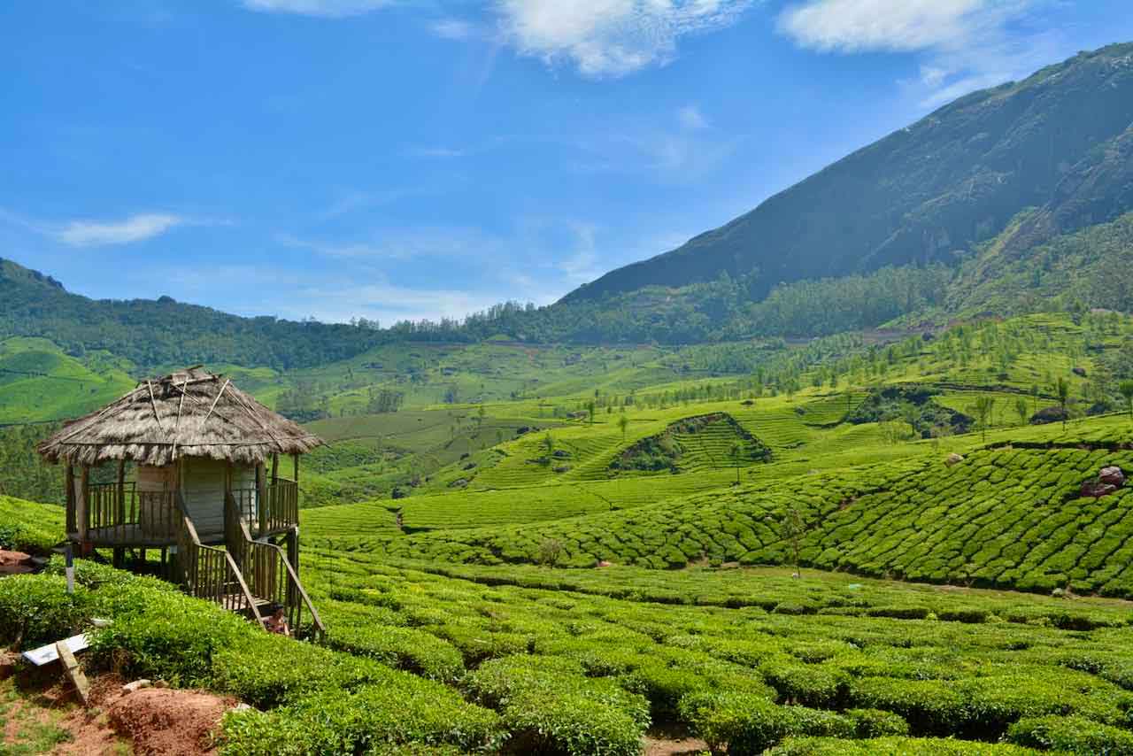 Lakhard Tea Garden Munnar with scenic viewpoints