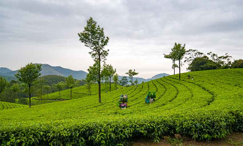 Lekshmi Estate Tea Garden Munnar with refreshing tea plantations