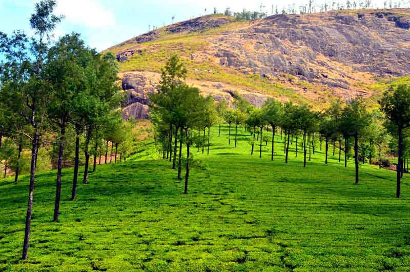 Mattupetty Tea Garden Munnar with scenic plantations