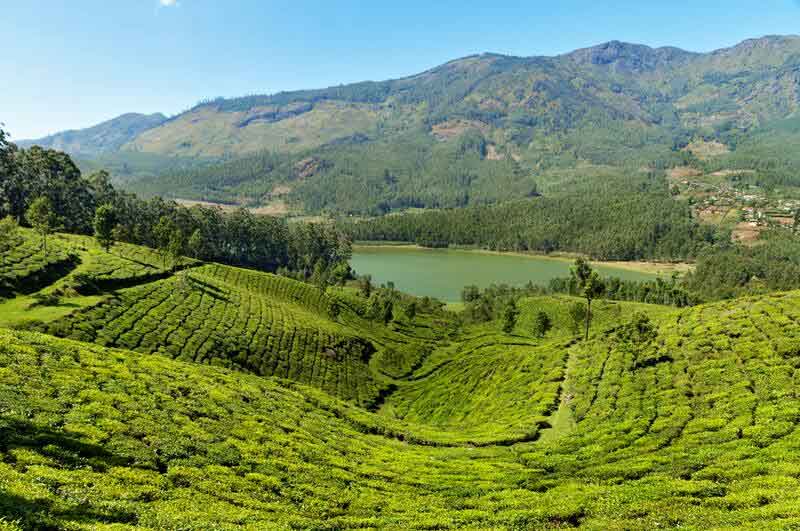 Munnar Tea Gardens panoramic view with lush green plantations