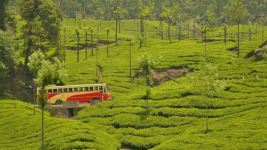 Pallivasal Tea Garden Munnar surrounded by lush greenery
