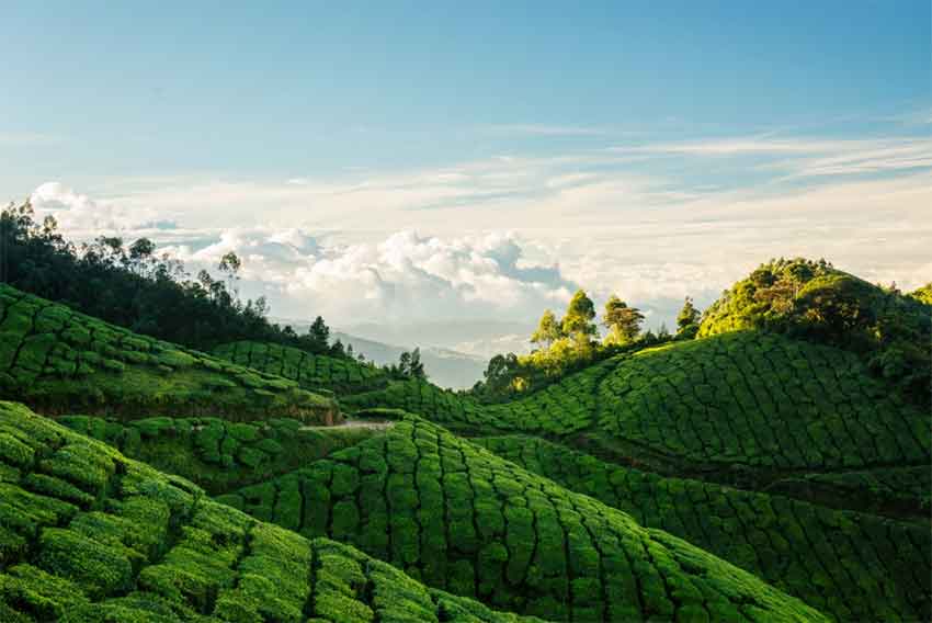 Top Station Tea Garden Munnar near famous viewpoint