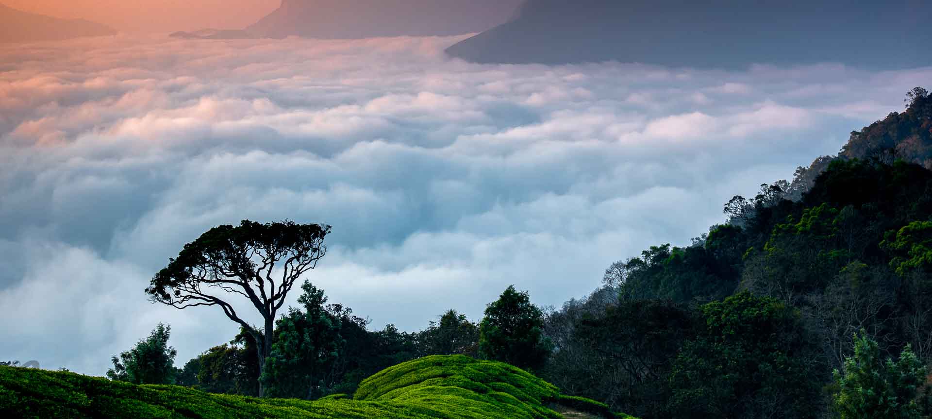 Munnar Top Station viewpoint with panoramic mountains
