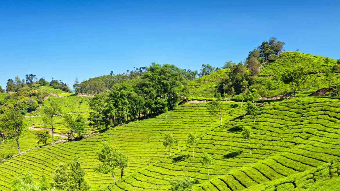 Green Valley View Point Munnar Kerala - Stunning Valley and Tea Garden View