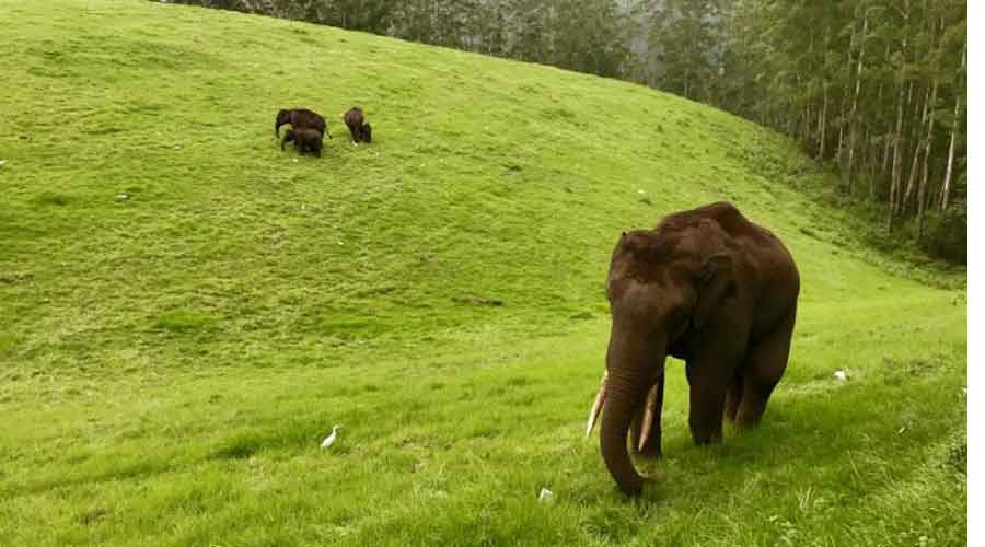 Wild elephants roaming at arrival spot near Munnar