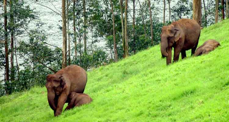 Tourists watching wild elephants at arrival spot in Munnar