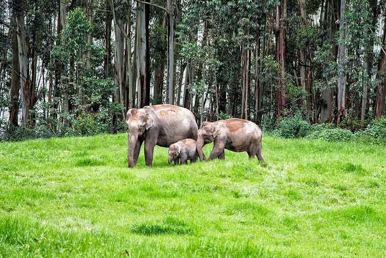 Wild elephant arrival at forest edge near Munnar Kerala