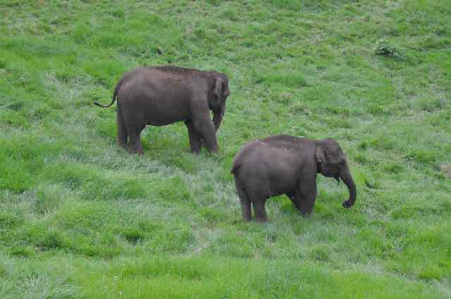 Famous Wild Elephant Arrival Spot tourist attraction in Munnar