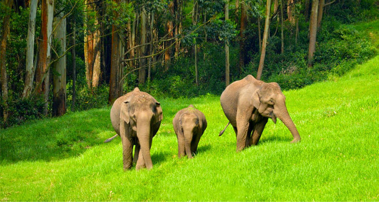 Tourists watching elephants at Wild Elephant Arrival Spot in Munnar Kerala