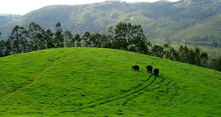 Scenic nature view at Wild Elephant Arrival Spot Munnar