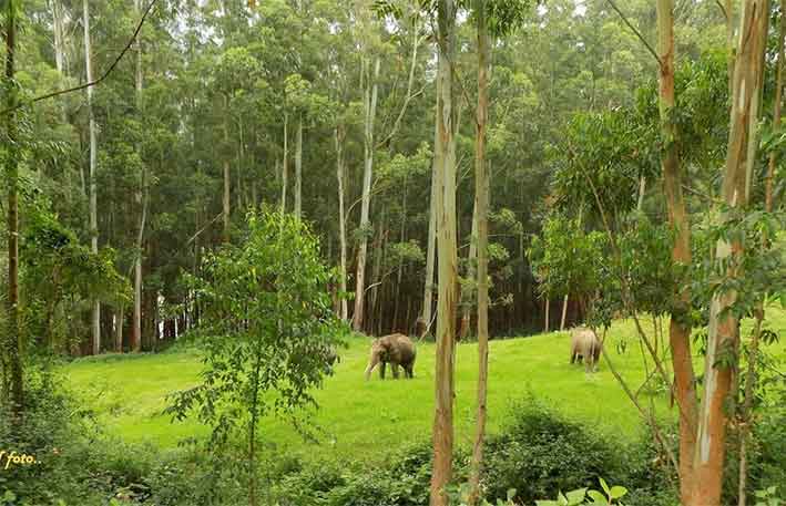 Elephants in their natural habitat at Munnar Wild Elephant Spot