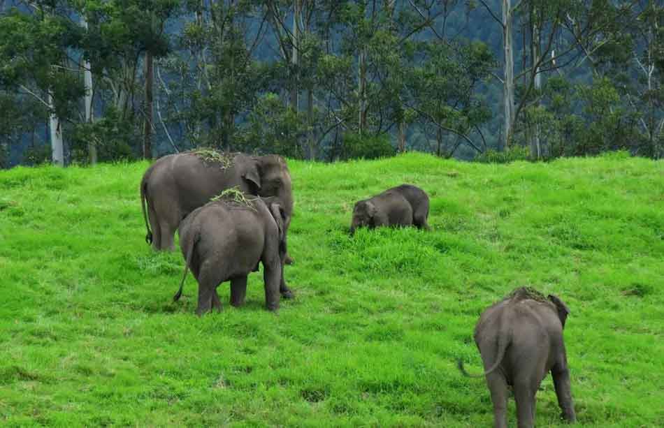 Photography at Wild Elephant Arrival Spot tourist attraction Munnar