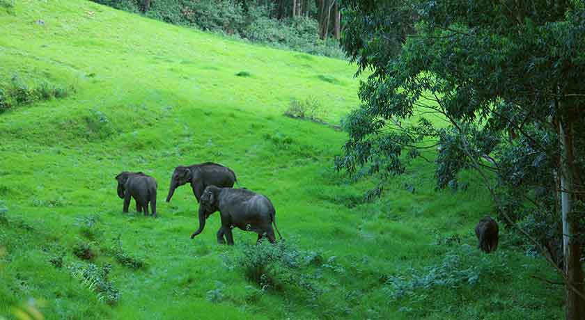 Wild elephant spotting point in Munnar Kerala tourism
