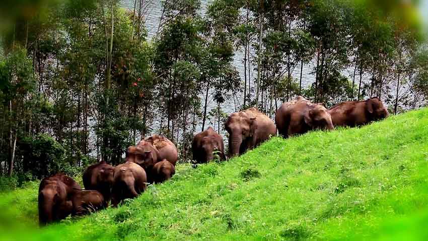Tourist place Wild Elephant Arrival Spot in Munnar Kerala