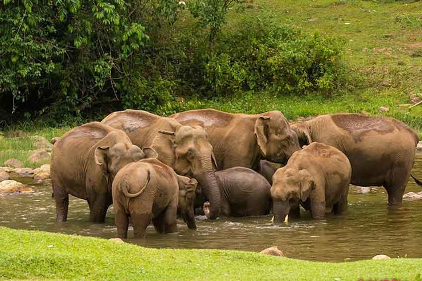 Tourists watching elephants at Anakkulam Munnar Kerala