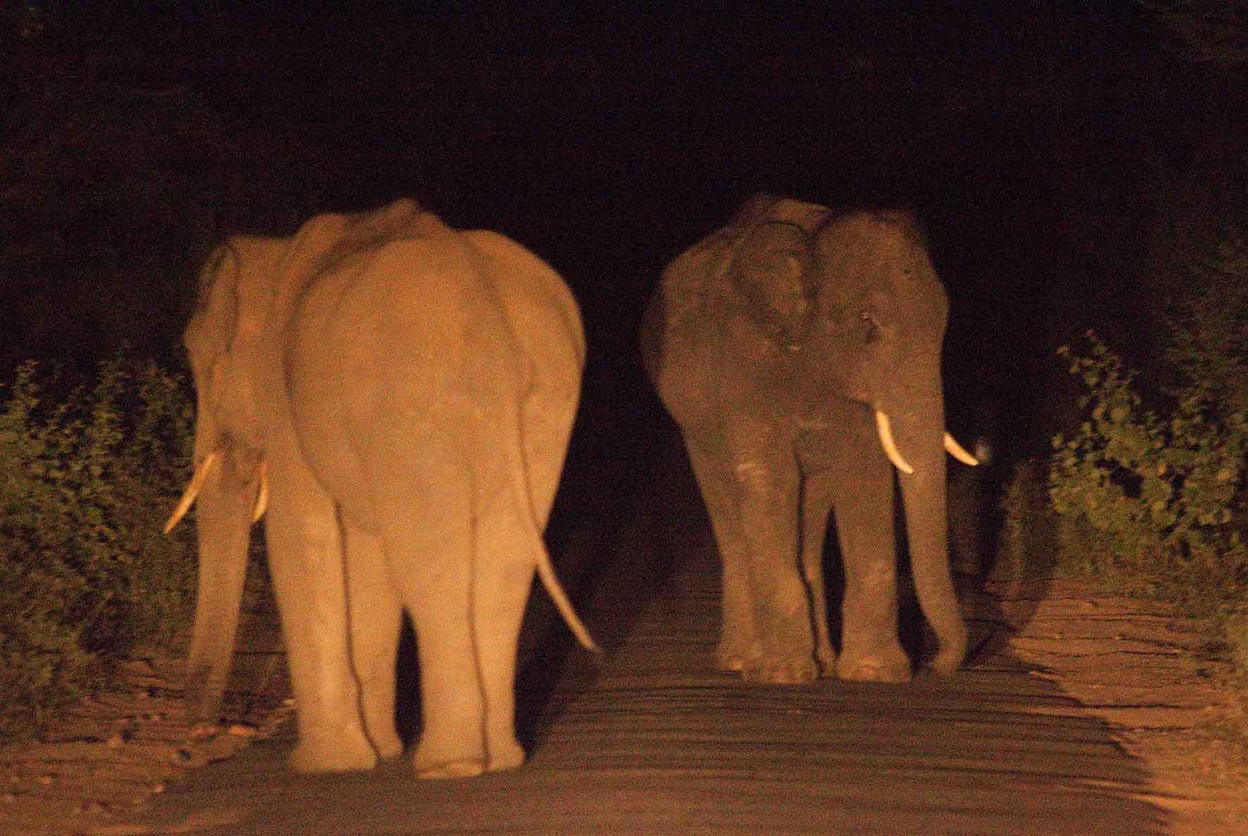 Chinnar Wildlife Sanctuary near Munnar Kerala with diverse flora and fauna
