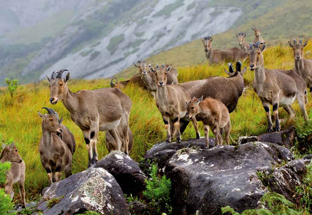Nilgiri Tahr at Eravikulam National Park Munnar Kerala
