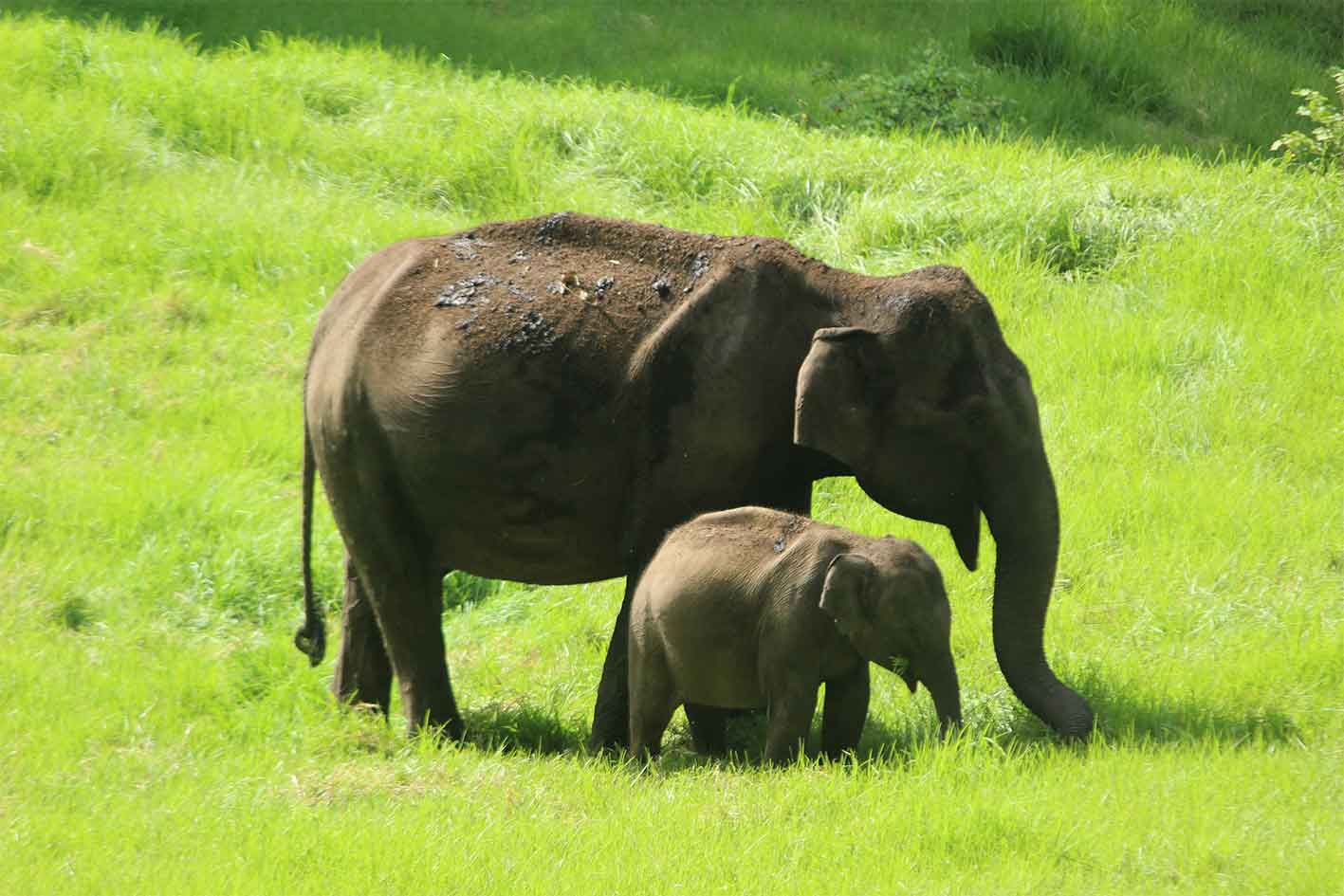 Wild elephants at arrival spot in Munnar Kerala