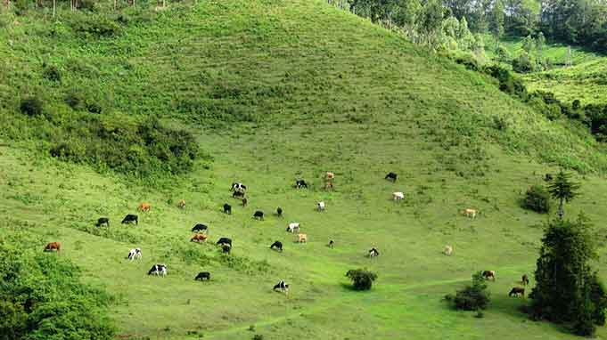 Misty mountain view from Yellappatti Village Munnar Kerala
