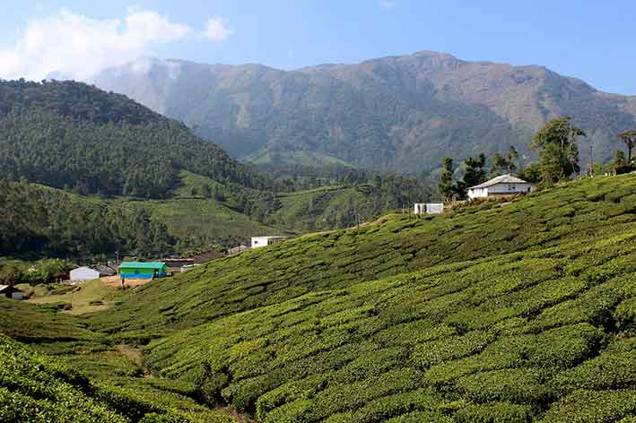 Tea plantations near Yellappatti Village Munnar Kerala