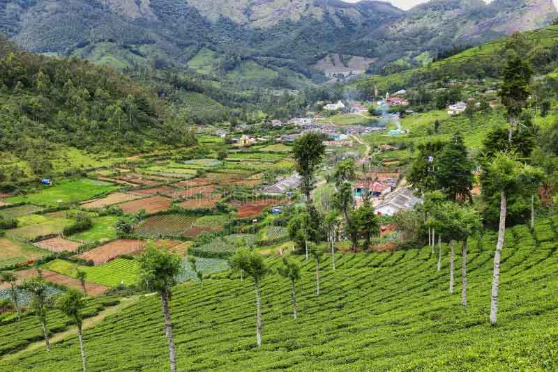 Trekking route through Yellappatti Village and hills in Munnar